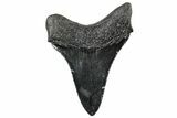 Serrated, Fossil Megalodon Tooth - South Carolina #306256-1